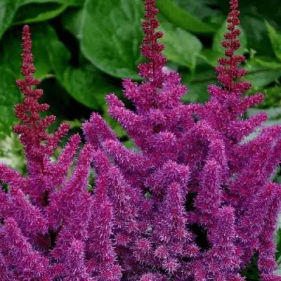 Астильба БЛЭК ЭНД БЛУ китайская в Орше