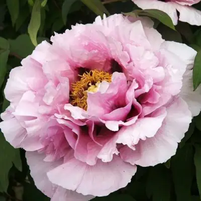 Пион РОЗОВАЯ РЕКА древовидный в Орше