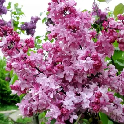 Сирень ОЛИМПИАДА КОЛЕСНИКОВА в Орше