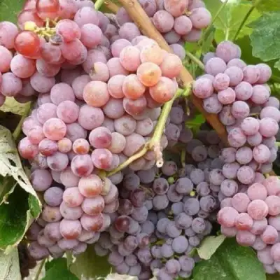 Виноград РИЛАЙНС ПИНК СИДЛИС в Орше