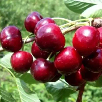 Вишня ВЯНОК в Орше