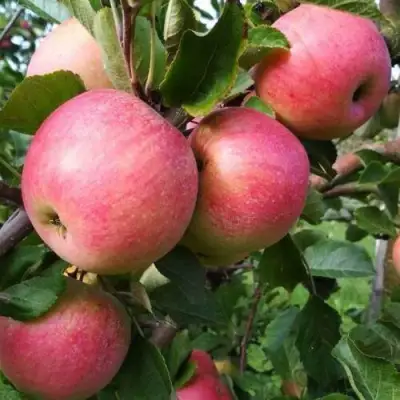 Яблоня ТЕРЕМОК в Орше