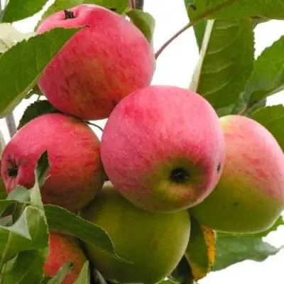 Яблоня МЕЧТА в Орше