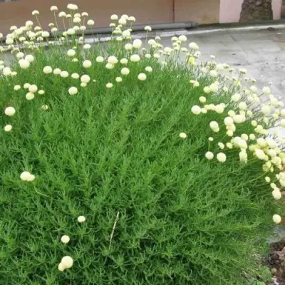 Сантолина зеленеющая в Орше