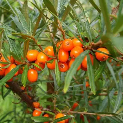 Облепиха БОТАНИЧЕСКАЯ в Орше