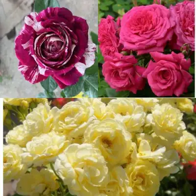 Комплект РОЗОВЫЙ АКЦЕНТ в Орше