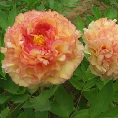 Пион ЗОЛОТАЯ РОССЫПЬ древовидный в Орше