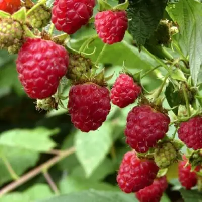 Малина ПРИМАРА в Орше