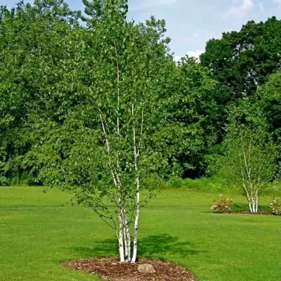 Береза бумажная в Орше