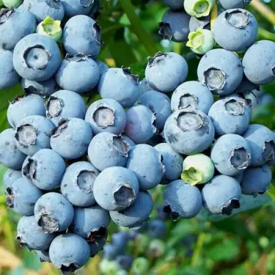 Голубика ПУРУ в Орше