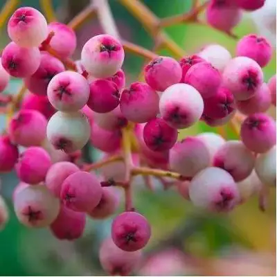 Рябина ПИНК сладкоплодная в Орше