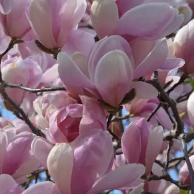 Магнолия ГАЛАКСИ в Орше