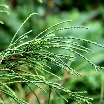 Туя ВИПКОРД складчатая в Орше