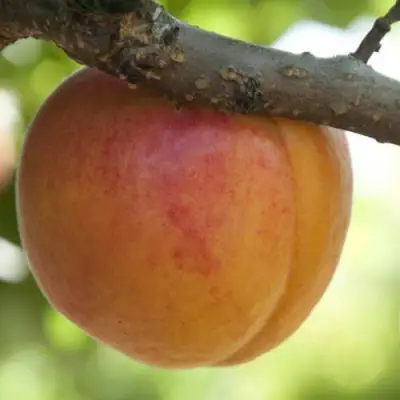  АПРИУМ в Орше