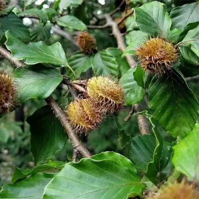 Бук обыкновенный в Орше