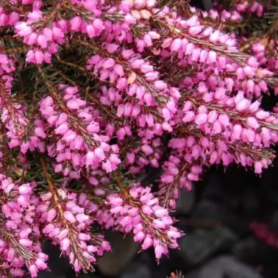 Эрика СТИНКЕ дарленская в Орше