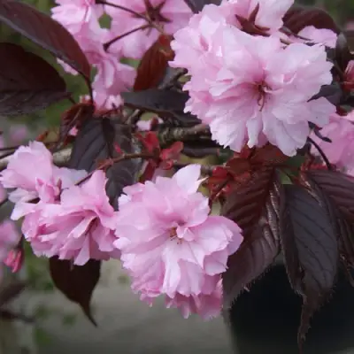 Сакура РОЯЛ БУРГУНДИ в Орше