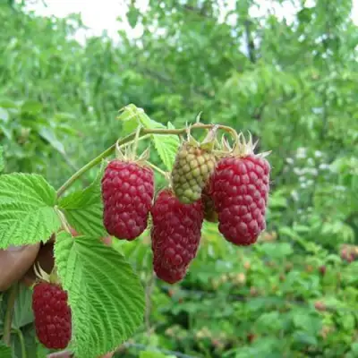 Малина ЛЯЧКА (ЛАШКА, ЛЯШКА) в Орше