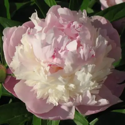 Пион ЩЕРБЕТ травянистый в Орше