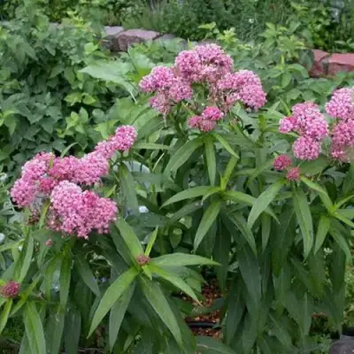 Ваточник МЯСО-КРАСНЫЙ в Орше