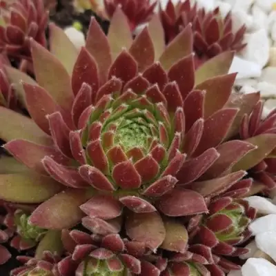 Молодило ЛЮФТШПРУНГ в Орше