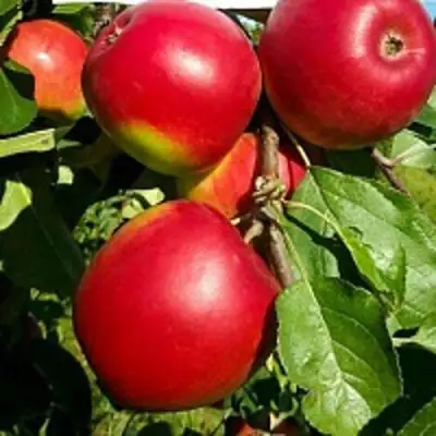Яблоня РЕДФРИ в Орше