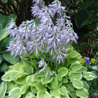 Хоста ГОЛДЕН ТИАРА в Орше