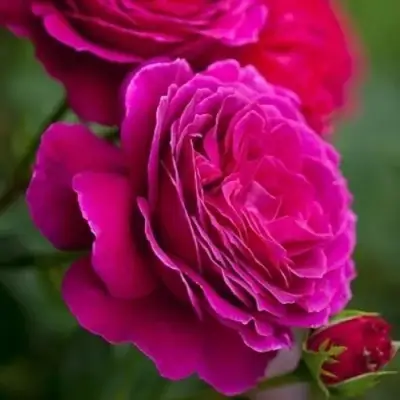 Роза МАЛИНОВЫЙ ЗВОН чайно-гибридная в Орше