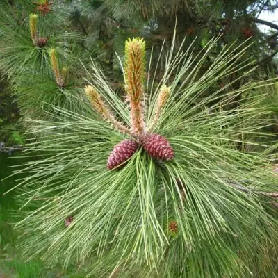 Сосна желтая  в Орше