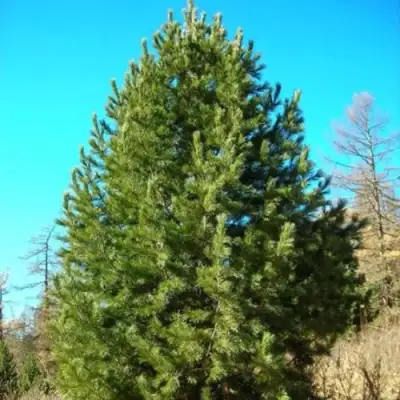 Сосна кедровая сибирская в Орше
