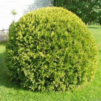 Туя ДАНИКА АУРЕА западная в Орше