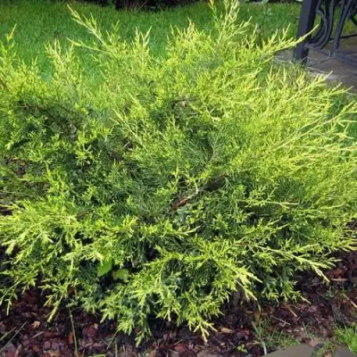 Можжевельник КУРИВАО ГОЛД китайский в Орше
