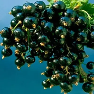 Смородина чёрная ИЗЮМНАЯ в Орше