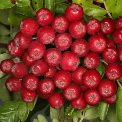 Рябина РУБИНОВАЯ сладкоплодная в Орше