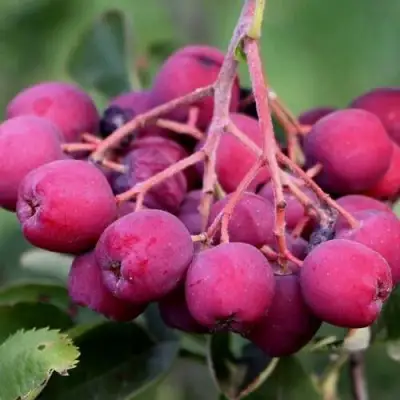 Рябина ДЕСЕРТНАЯ МИЧУРИНА сладкоплодная в Орше