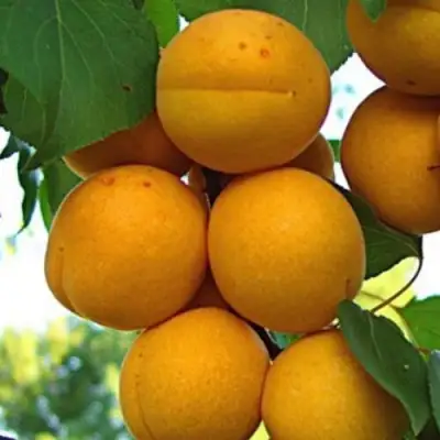 Абрикос ОНТАРИО в Орше