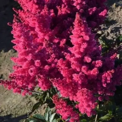 Астильба ЛАКИ ДЕЙ Арендса в Орше