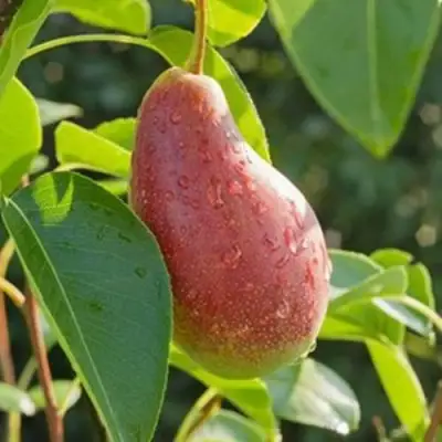 Груша ЯКОВЛЕВСКАЯ в Орше