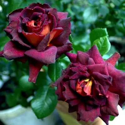 Роза ЭДДИ МИТЧЕЛЛ чайно-гибридная в Орше