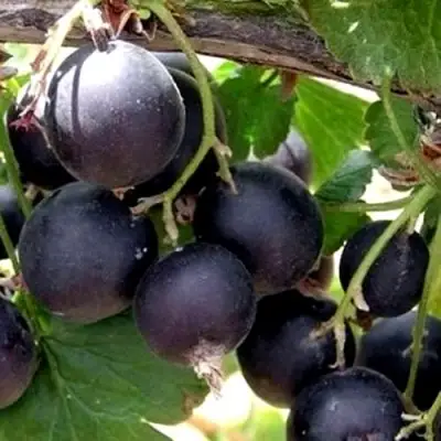 ЙОШТА в Орше