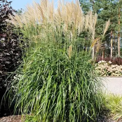 Мискантус ВАНИЛЛА СКАЙ китайский в Орше