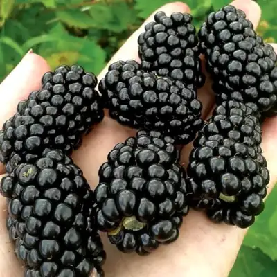 Ежевика ПРАЙМ АРК ФРИДОМ ремонтантная  в Орше