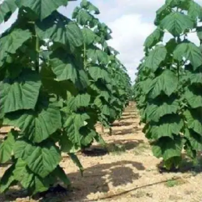 Павловния ПАО ТОГН Z07 в Орше