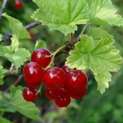 Смородина альпийская ШМИДТ в Орше