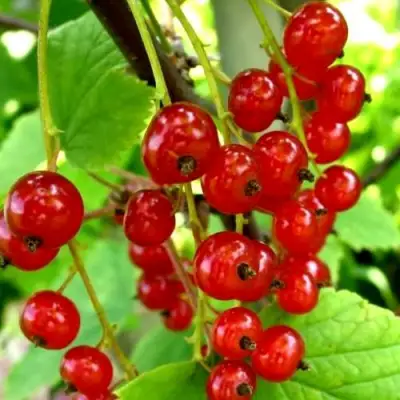 Смородина красная КОРАЛЛОВАЯ в Орше