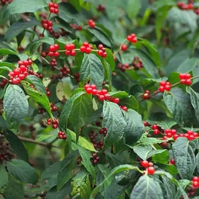 Жимолость МААКА в Орше