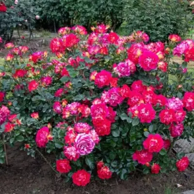 Роза БРЕРА флорибунда в Орше