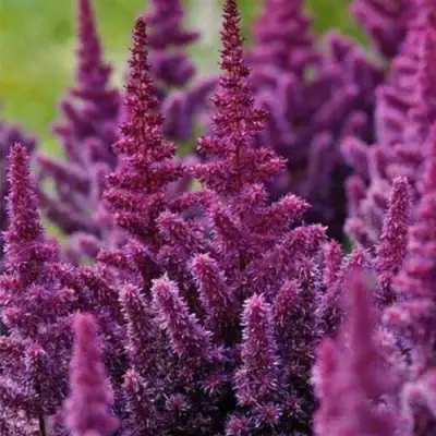 Астильба ПЕПЛ РЕЙН гибридная в Орше