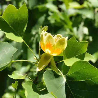 ЛИРИОДЕНДРОН тюльпанный в Орше