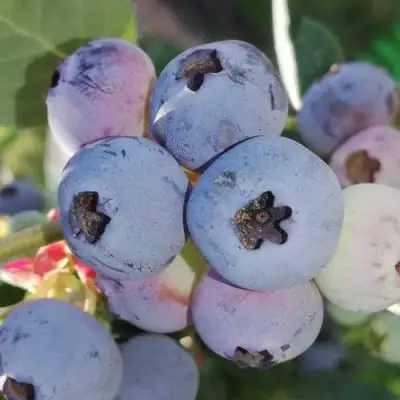 Голубика ХАРРИСОН в Орше